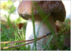 Белый гриб - Царь грибов