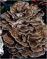 Мейтаке (Grifola frondosa – грифола курчавая) – второй по популярности целебный гриб в Японии. 