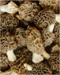 Сморчки грибы афродизиак - афродизиаки в кулинарии 