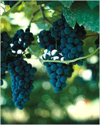 Виноград для портвейна