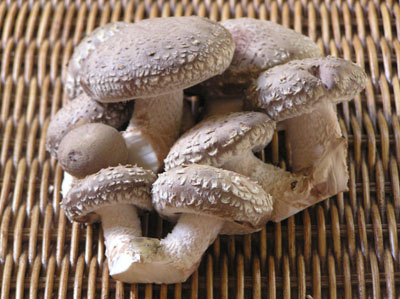 Китайские грибы