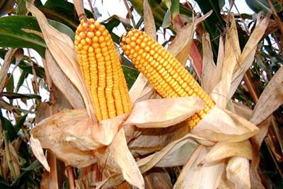 Изобретена новая безопасная генетически-изменная кукуруза