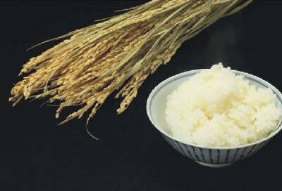 Изобретен морозоустойчивый рис