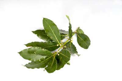 Лавровые листья полезны для пищеварения
