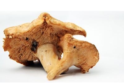 Смертельно опасные грибы
