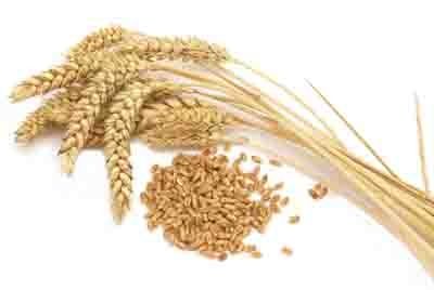 Расшифрован генетический код пшеницы