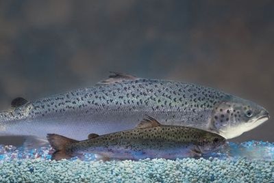 Генетически модифицированный лосось признан безопасным