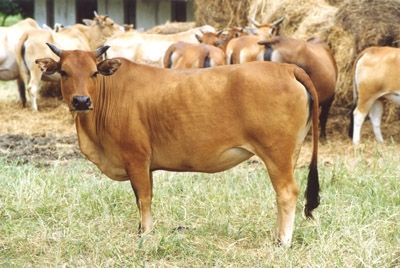 Говядина от клонированных коров признана абсолютно безвредной