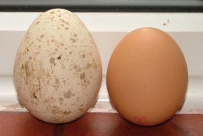 Яйца индеек завоевали популярность в Британии