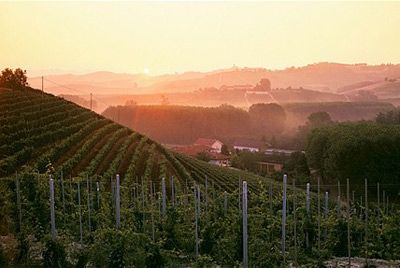 Италия становится крупнейшим мировым производителем вин