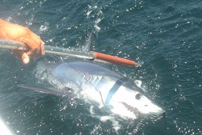 Багамы запретили ловлю акул