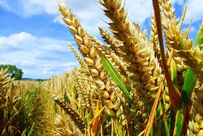 ГМО – стоит ли их бояться?