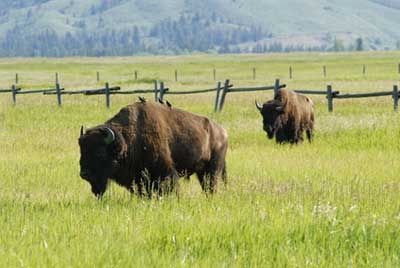 Южная Дакота вводит в рацион подростков мясо бизона