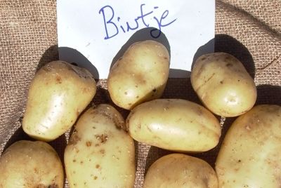 В Германии выбрали картофель года