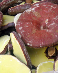 Рейши (линджи, Ganoderma lucidum) считается грибом бессмертия и сильным средством, дающим духовную силу.