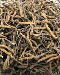 Кордицепс (Cordyceps sinensis) – Китайский Гусеничный Гриб – растет в горах на высоте до 5000 м. 