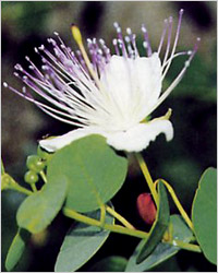 Capparis spinosa