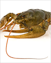 рак