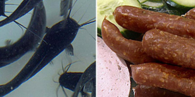 Колбаса из рыбы – сочная, ароматная и не содержит жира