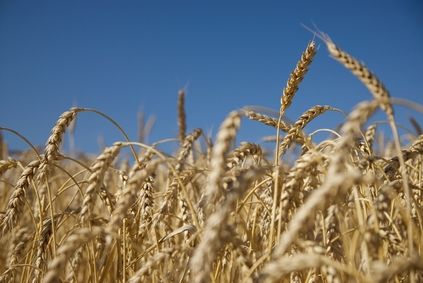 Россия прекращает экспорт зерна