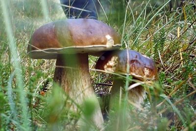 Участились случаи отравления грибами