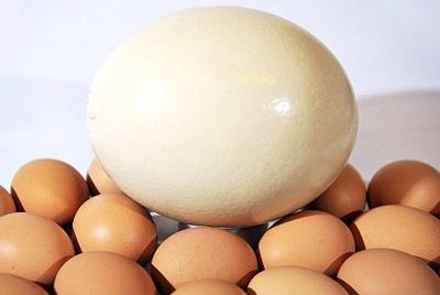 Хит сезона – страусиные яйца
