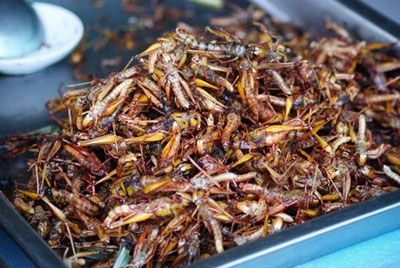 Евросоюз привыкает ко вкусу насекомых