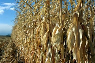 Спекуляции с продуктовыми ценами усиливают голод