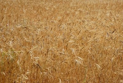 Цены на продукты падают почти полгода