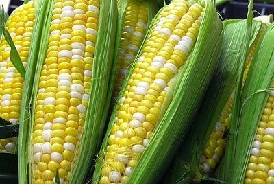 Генно-модифицированная кукуруза в опасности