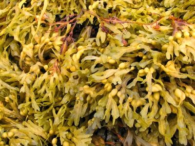 Водоросли, насекомые и искусственное мясо – пища будущего
