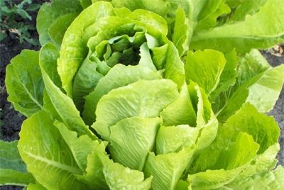 «Грязная дюжина» продуктов против «15 чистых»