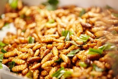 ООН призывает есть насекомых