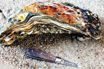 Самая большая устрица в мире