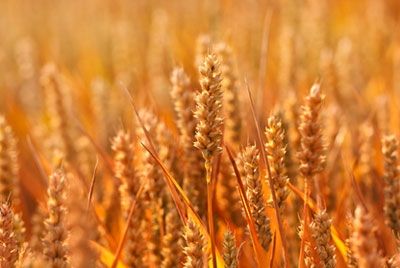 ООН призывает увеличить продовольственное снабжение на 60%