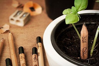 Карандаши, из которых вырастает зелень