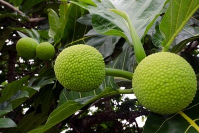Новый суперпродукт – плод хлебного дерева