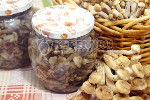 Маринованные опята на зиму в банках
