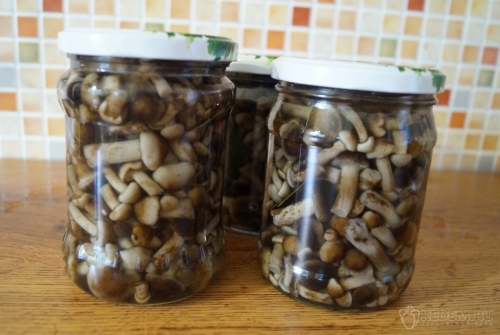 Маринованные опята, малыши в банке